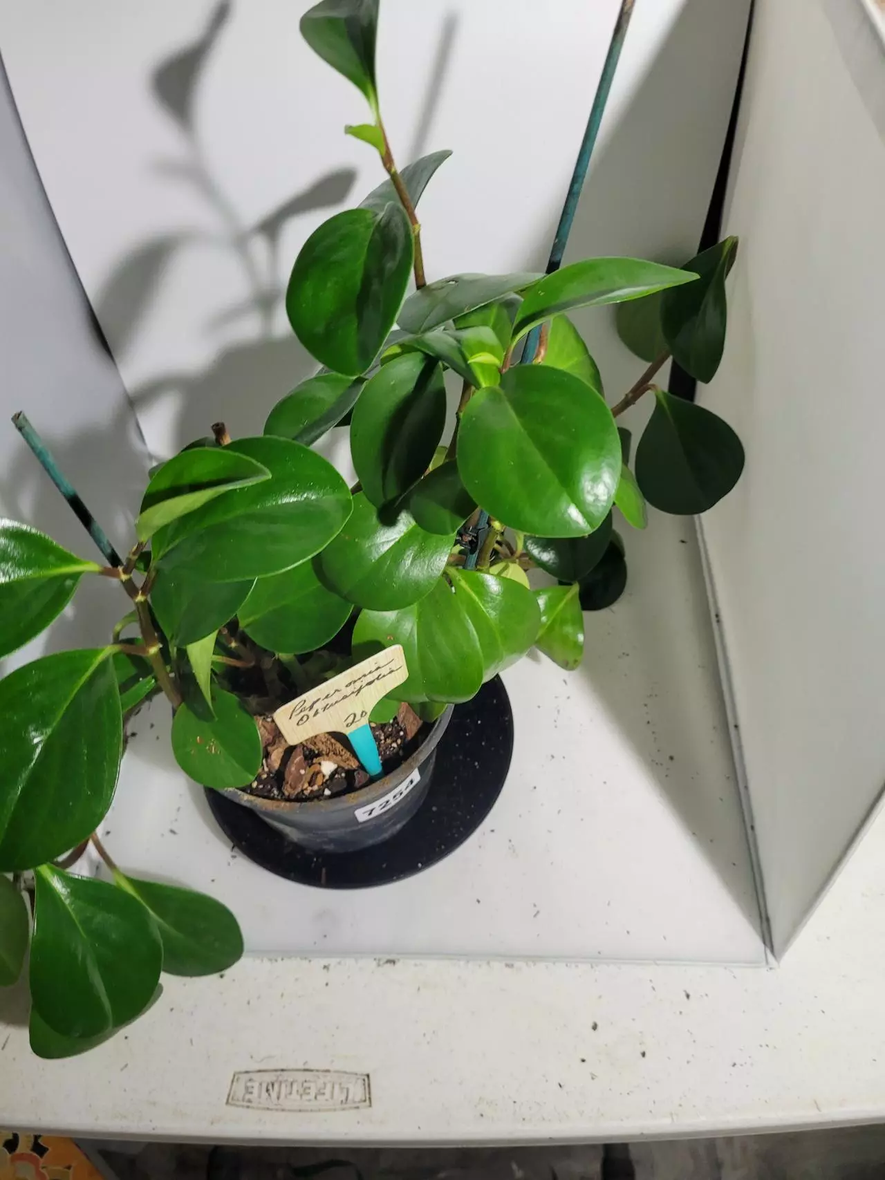 plant/Peperomia Obtusifolia #7254-1