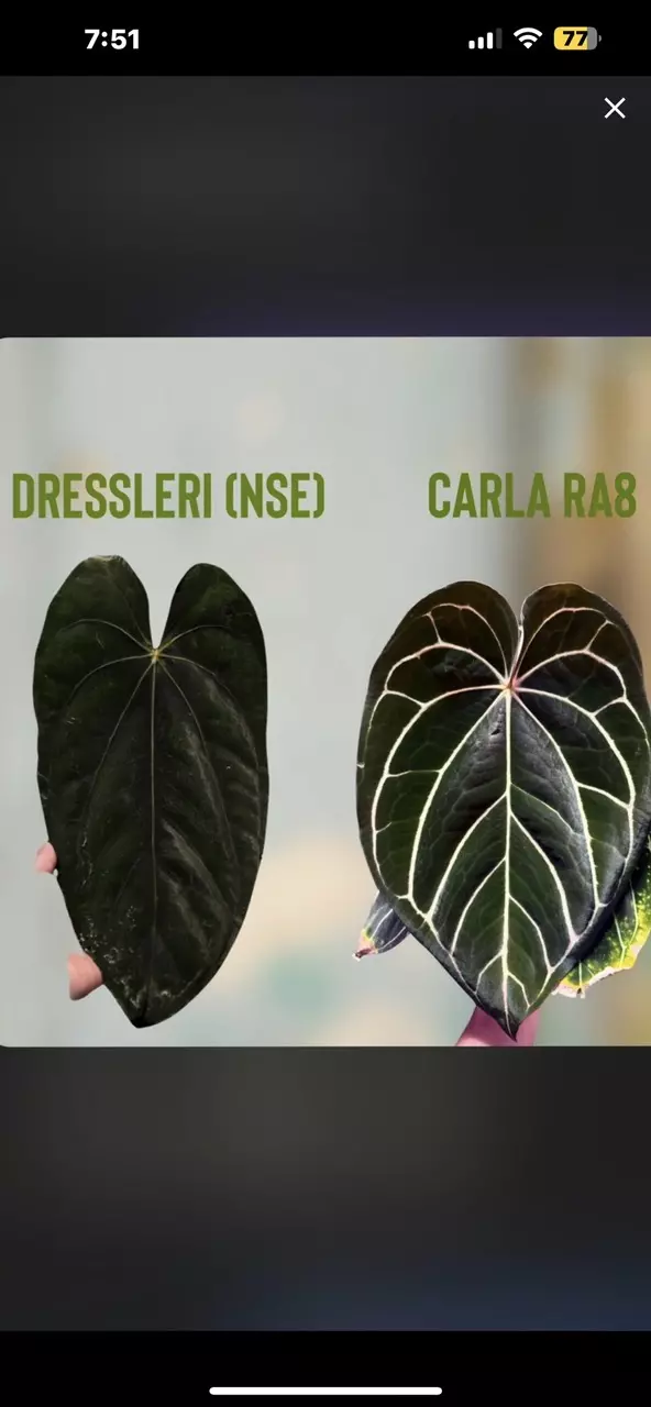 plant/Mutated NSE Dress x Carla RA 8 (Buz plants clone)-1