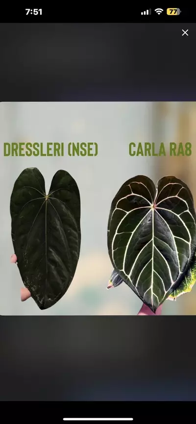 plant/Mutated NSE Dress x Carla RA 8 (Buz plants clone)-1-thumbnail