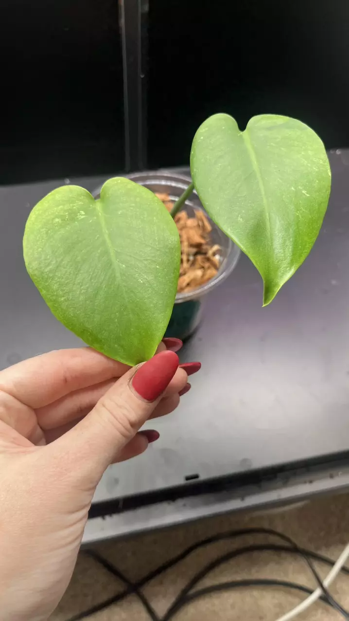plant/Mint monstera, Large Form #20-0