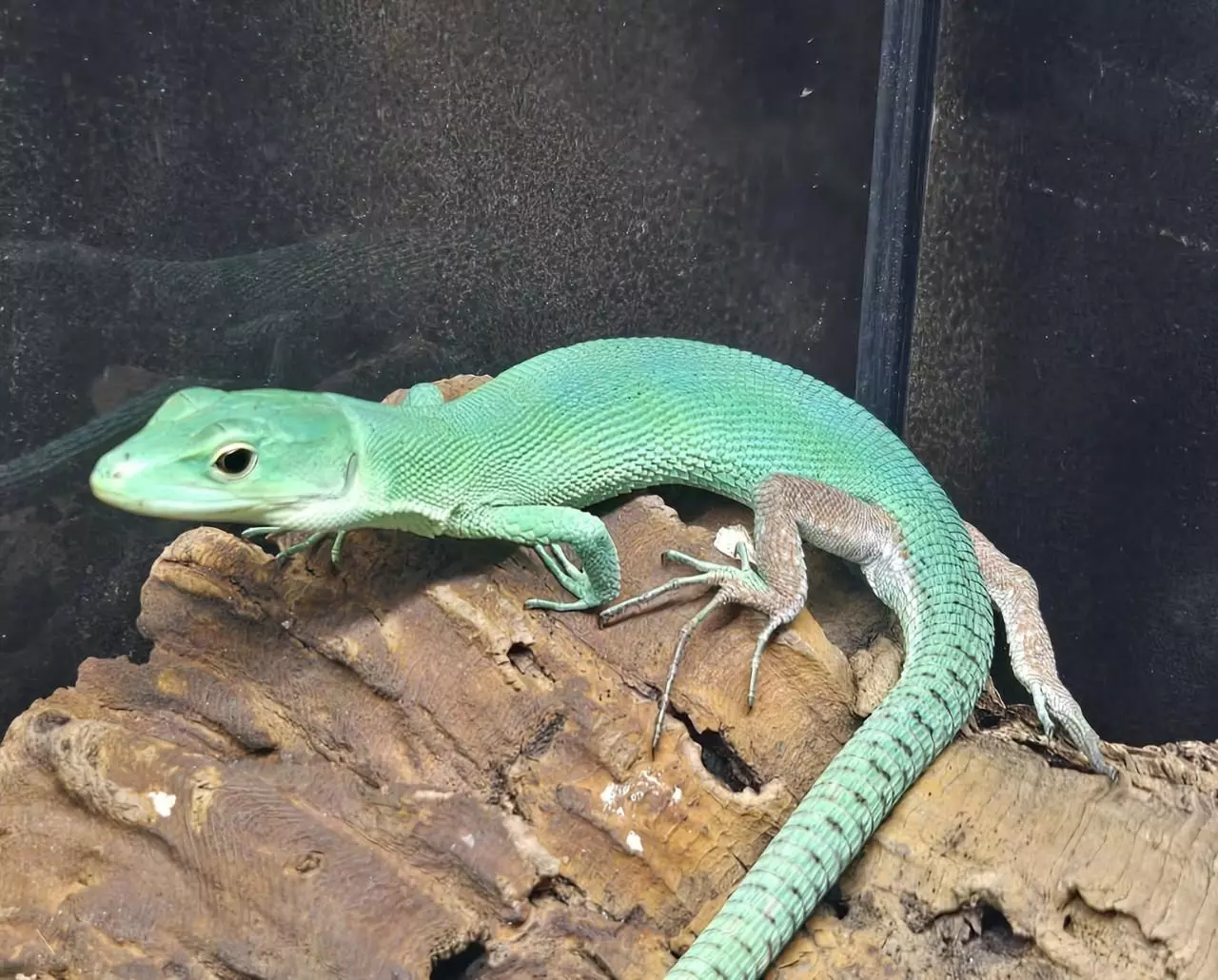 plant/Young Male & Female Pair Green Keeled Lizards (Gastropholis prasina)-0