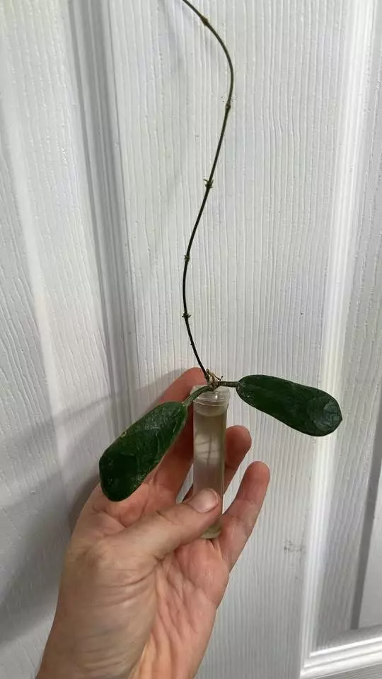 plant/Hoya Rotundiflora pubescent square leaf rooted cutting GC-0