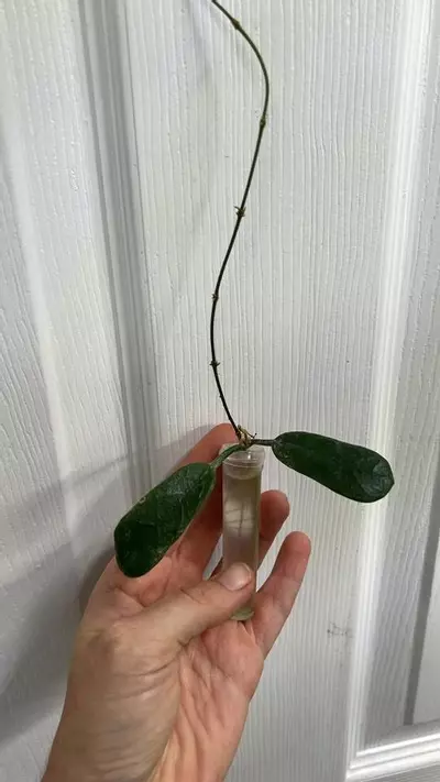 plant/Hoya Rotundiflora pubescent square leaf rooted cutting GC-0-thumbnail