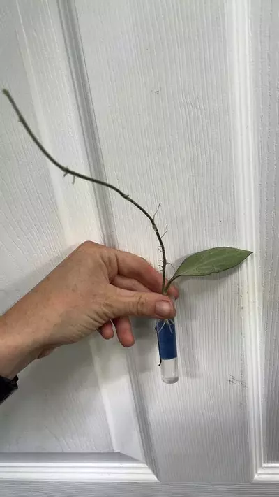 plant/Hoya New Guinea Ghost (NGG) rooted cutting exact-1-thumbnail