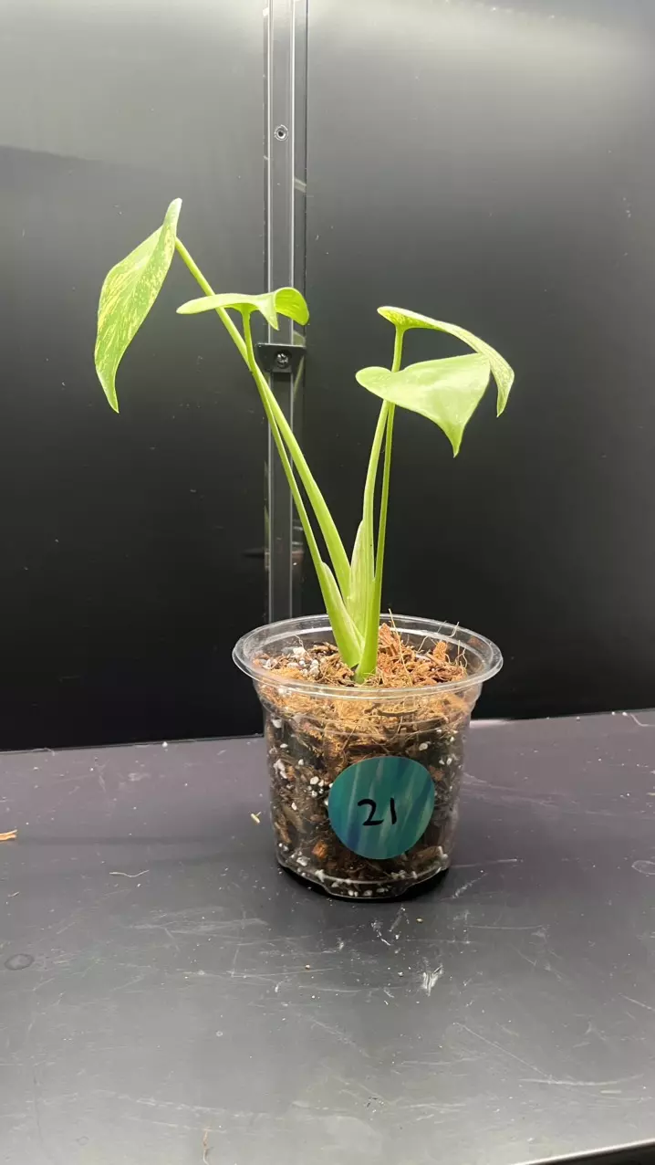 plant/Mint monstera, Large Form #21-1