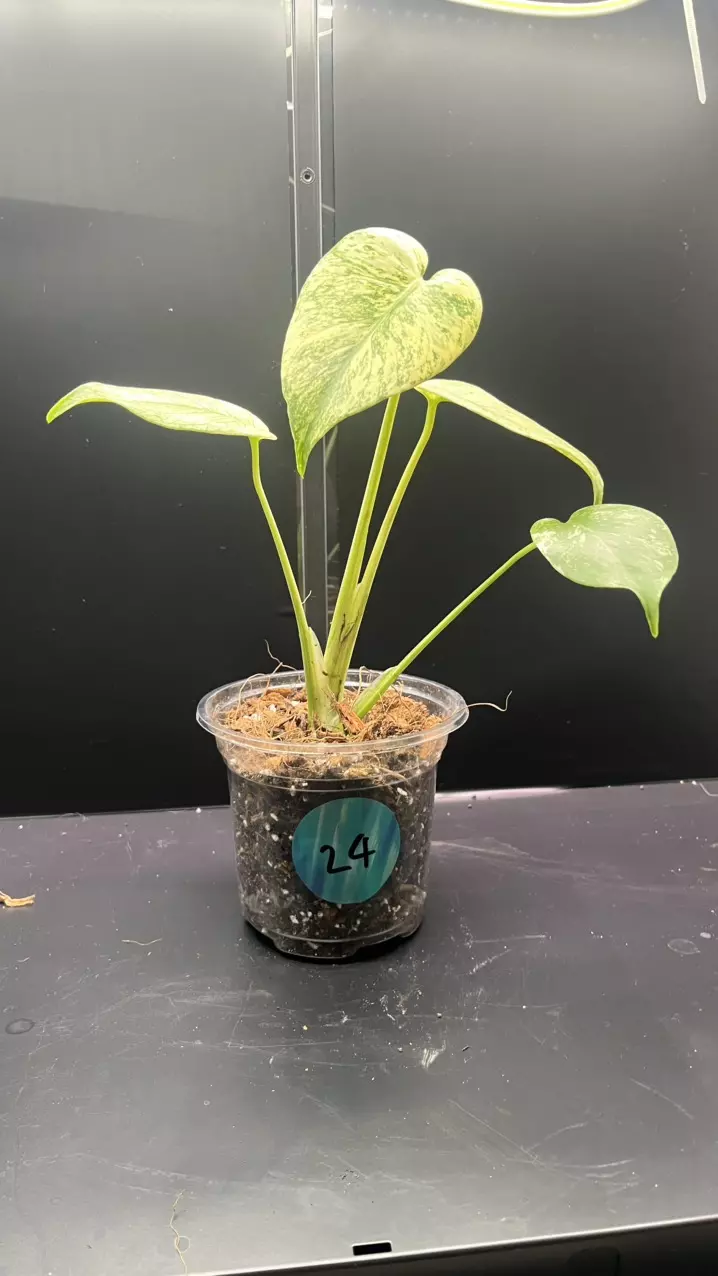 plant/Mint monstera, Large Form #24-1