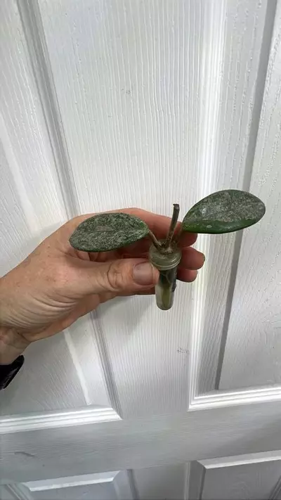 plant/Hoya Wilbur Graves China rooted cutting *Exact*-1-thumbnail