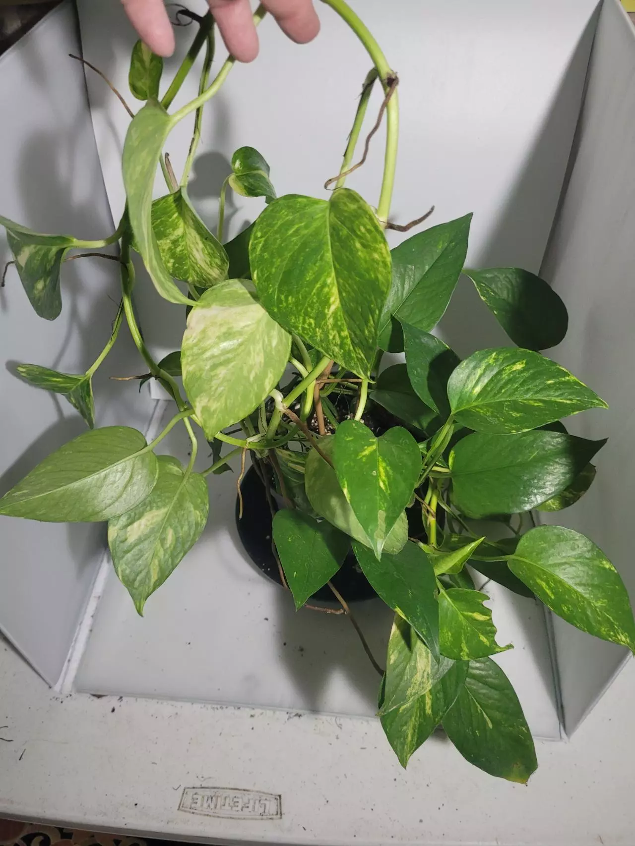 plant/Golden Pothos large bucket-0