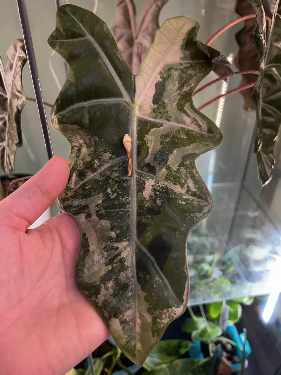 plant/Alocasia Pink Pseudosanderiana CORM-1