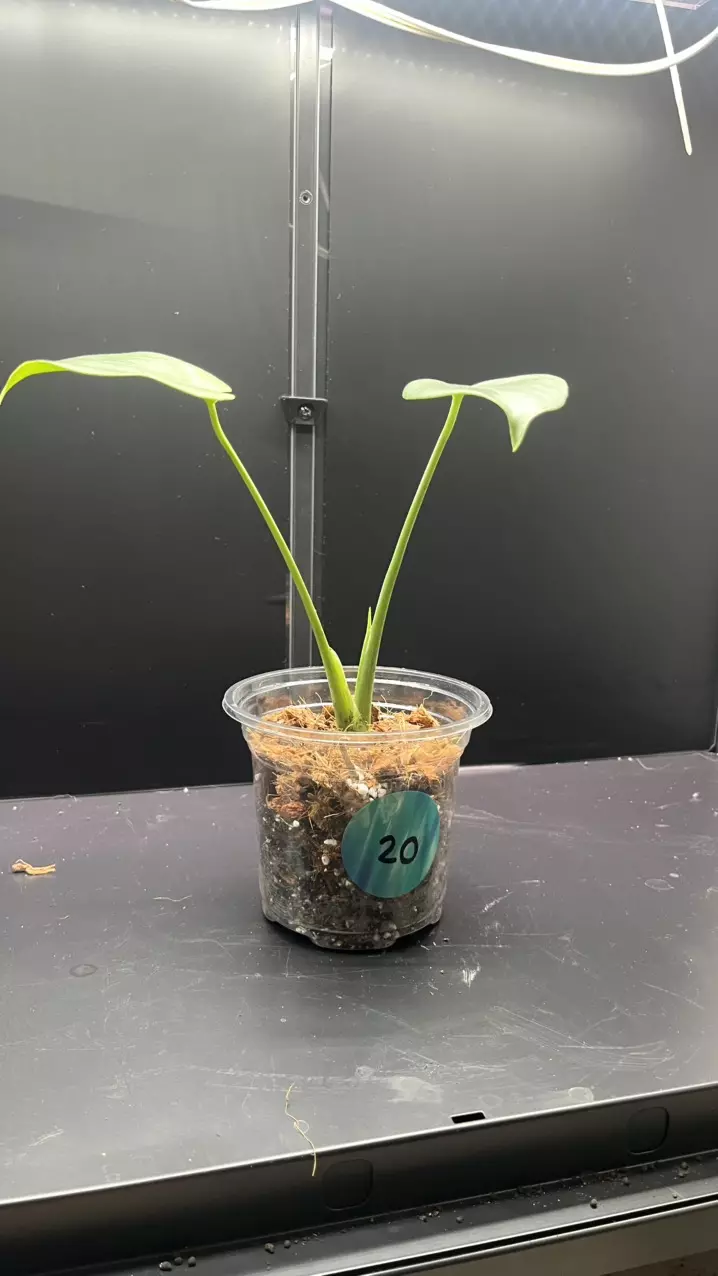 plant/Mint monstera, Large Form #20-1