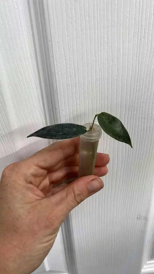 plant/Hoya Patella Pink Flower rooted cutting fuzzy leaves *Exact*-0