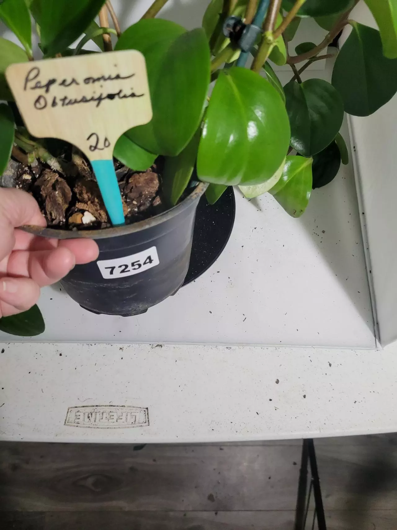 plant/Peperomia Obtusifolia #7254-7