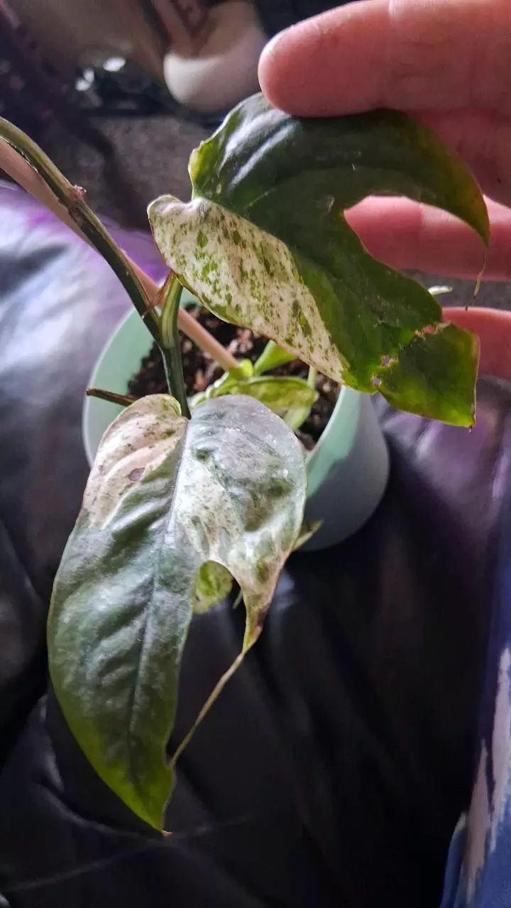 plant/Epipremnum pinnatum variegata 'marble king' cuttings-0