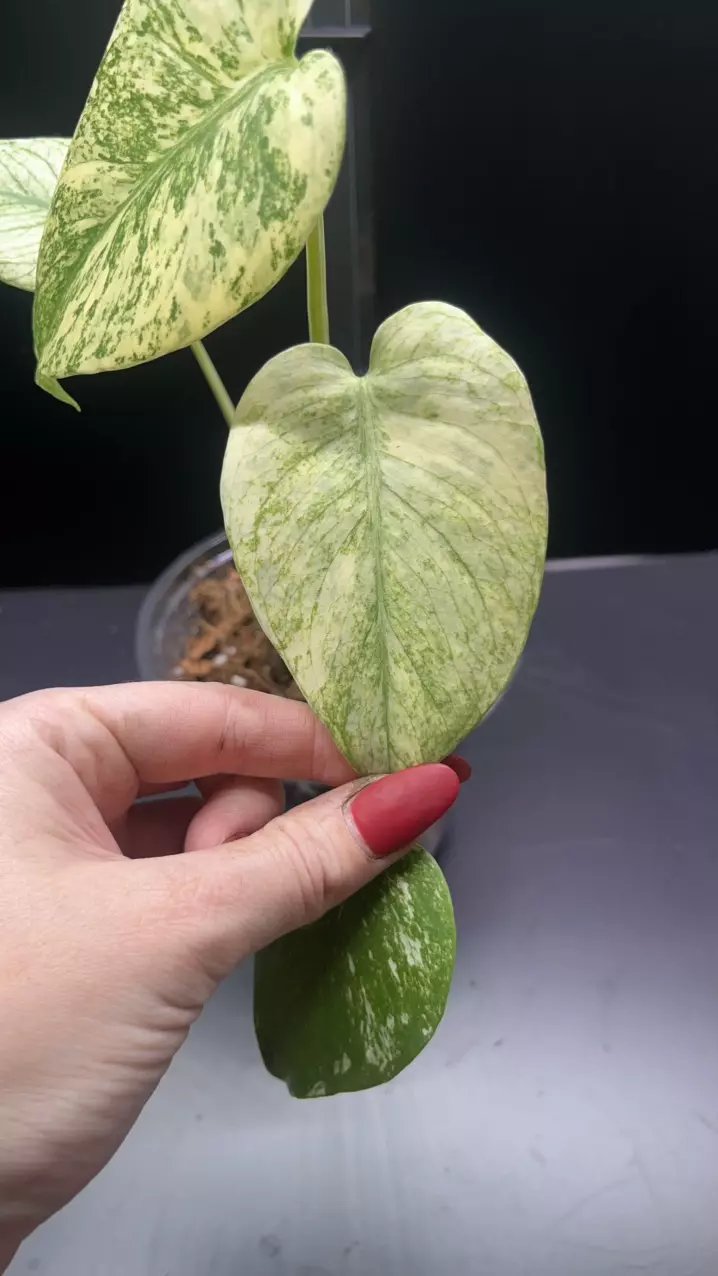 plant/Mint monstera, Large Form #24-4