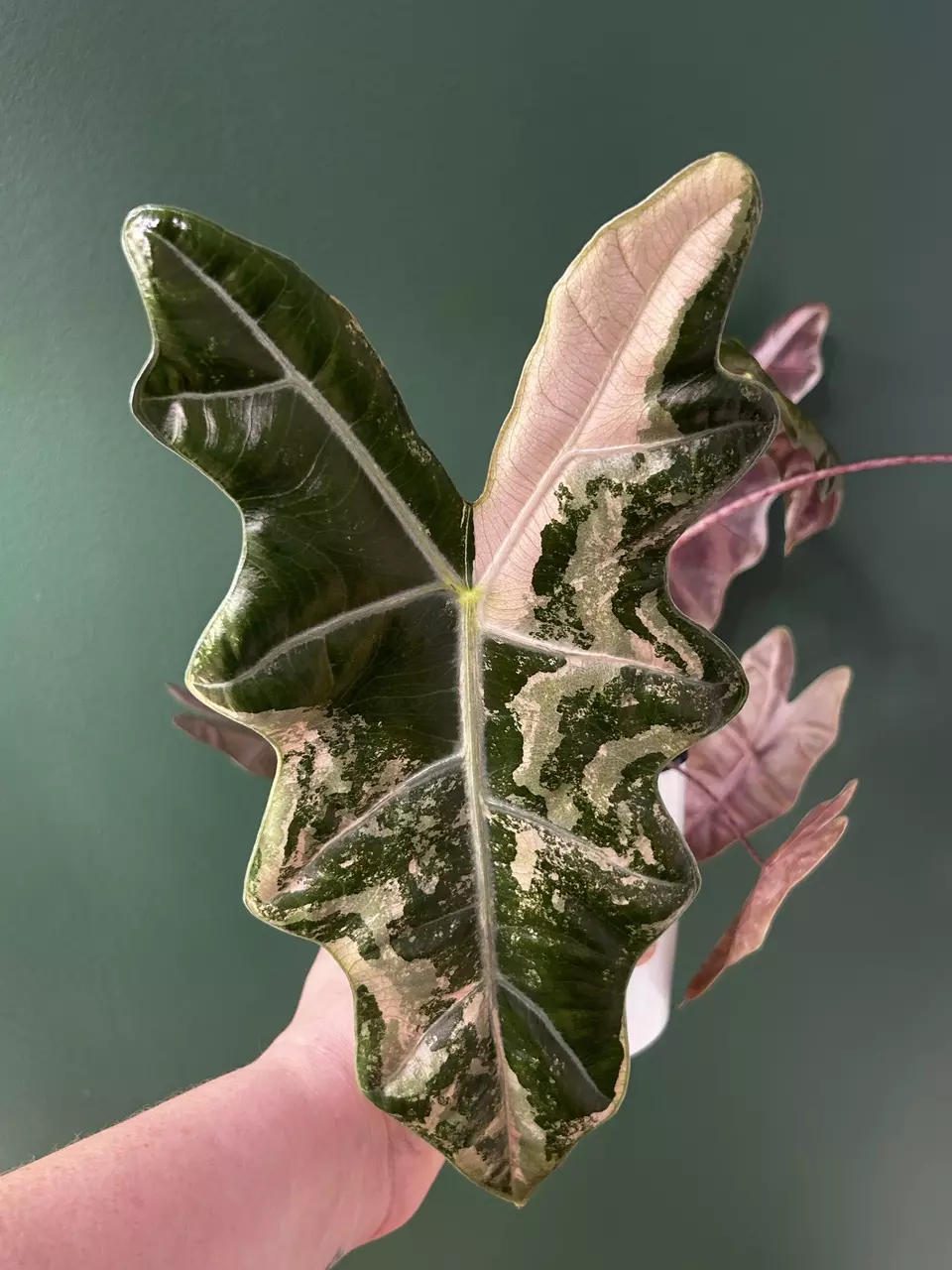 plant/Alocasia Pink Pseudosanderiana CORM-0