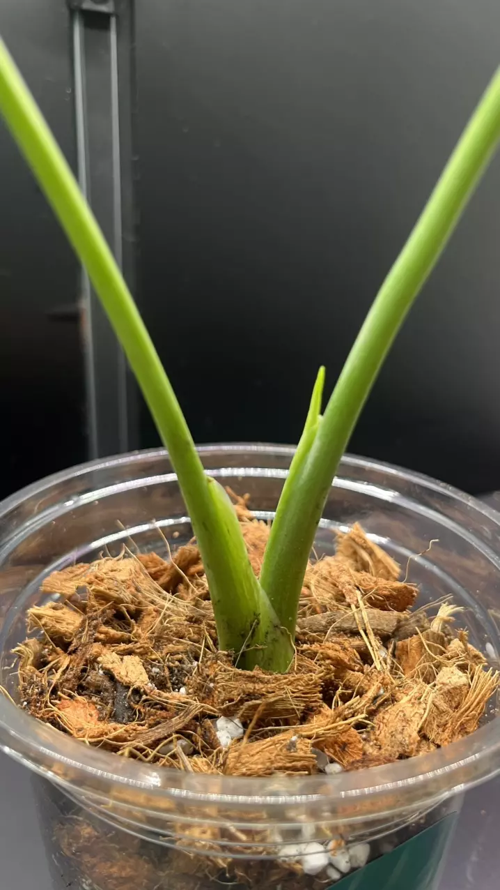 plant/Mint monstera, Large Form #20-3