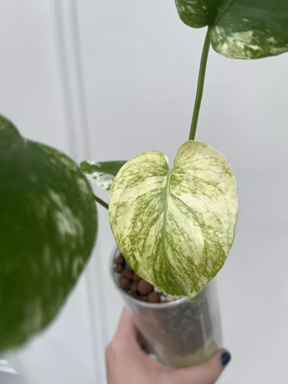 plant/White Monster Monstera-0