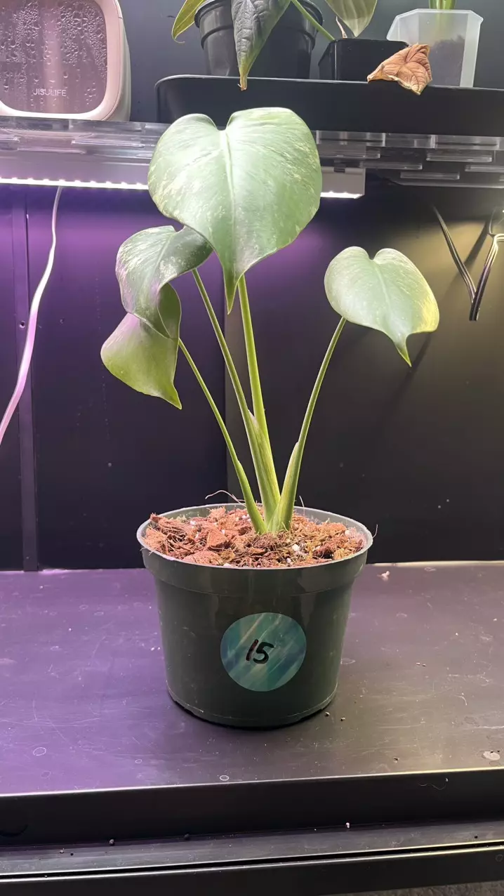 plant/Mint monstera, Large Form-#15-1