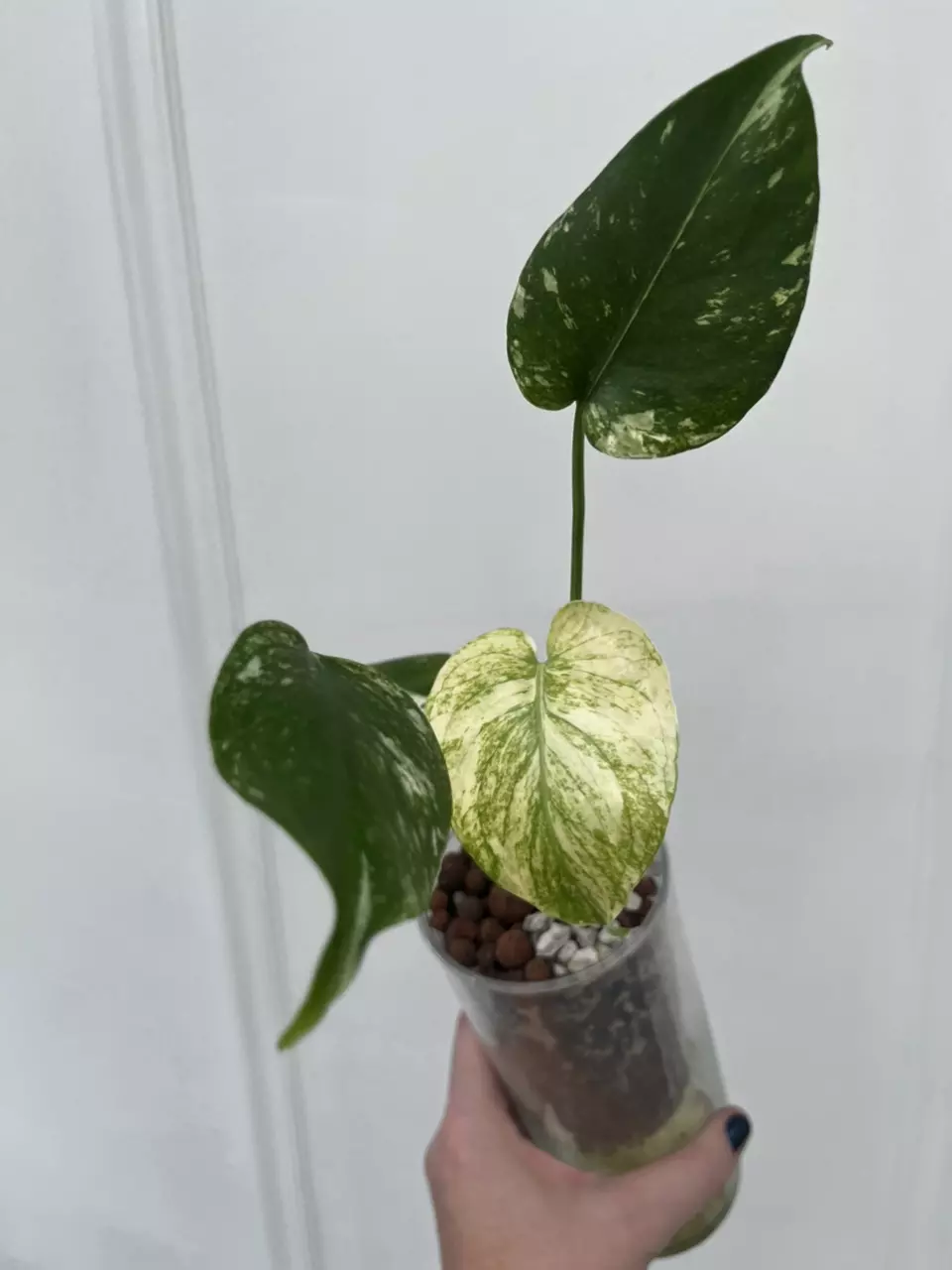 plant/White Monster Monstera-1
