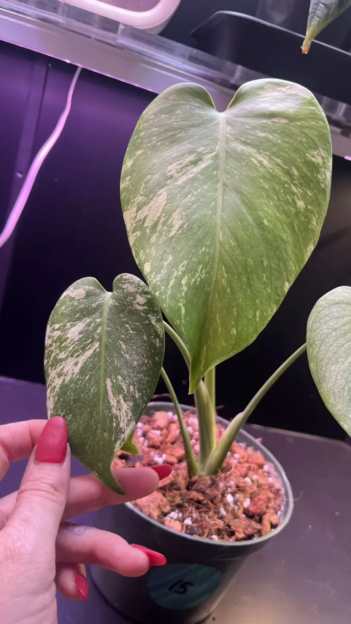 plant/Mint monstera, Large Form-#15-0