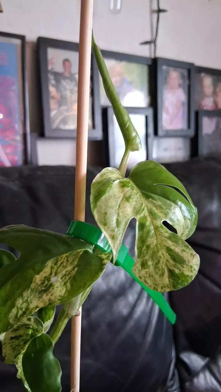 plant/Epipremnum pinnatum variegata 'marble king' cuttings-1