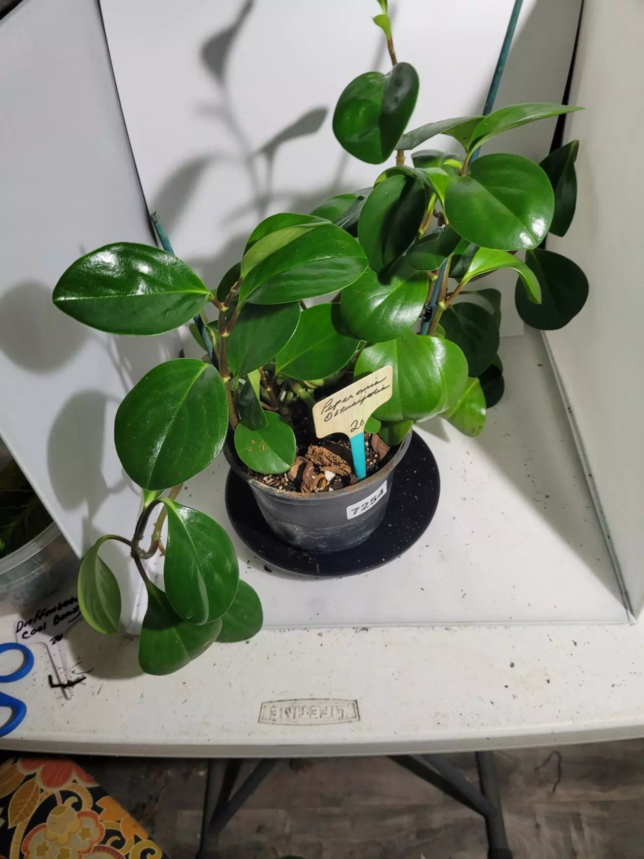 plant/Peperomia Obtusifolia #7254-0