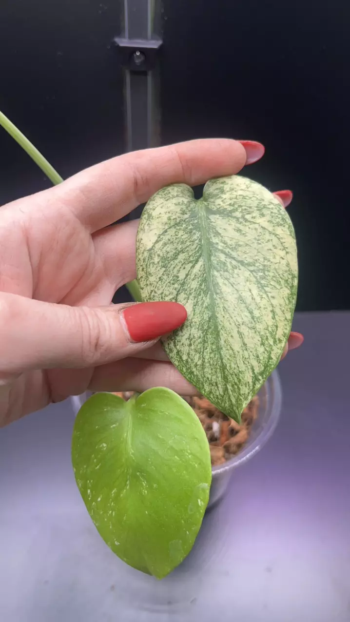 plant/Mint monstera, Large Form #21-3