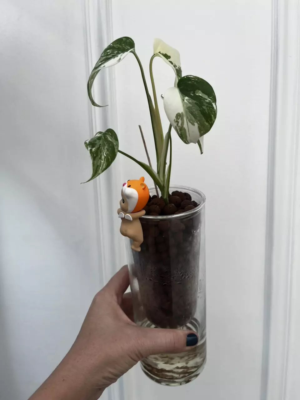 plant/Large form Albo Monstera Delisciosa-4