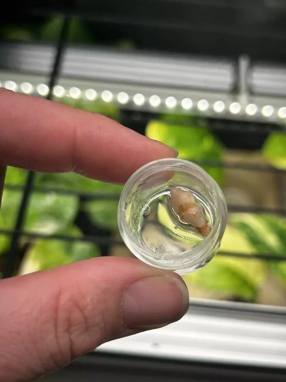 plant/Alocasia Pink Pseudosanderiana CORM-2