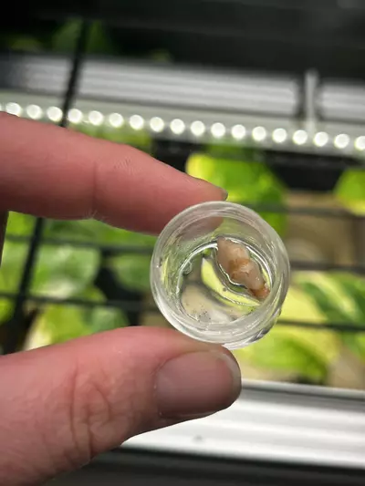 plant/Alocasia Pink Pseudosanderiana CORM-2-thumbnail