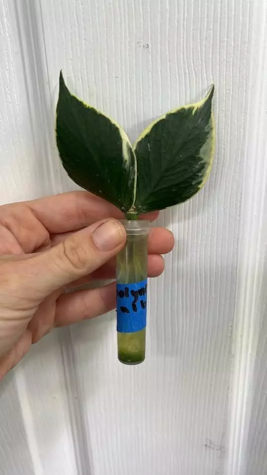 plant/Hoya polyneura albo-0