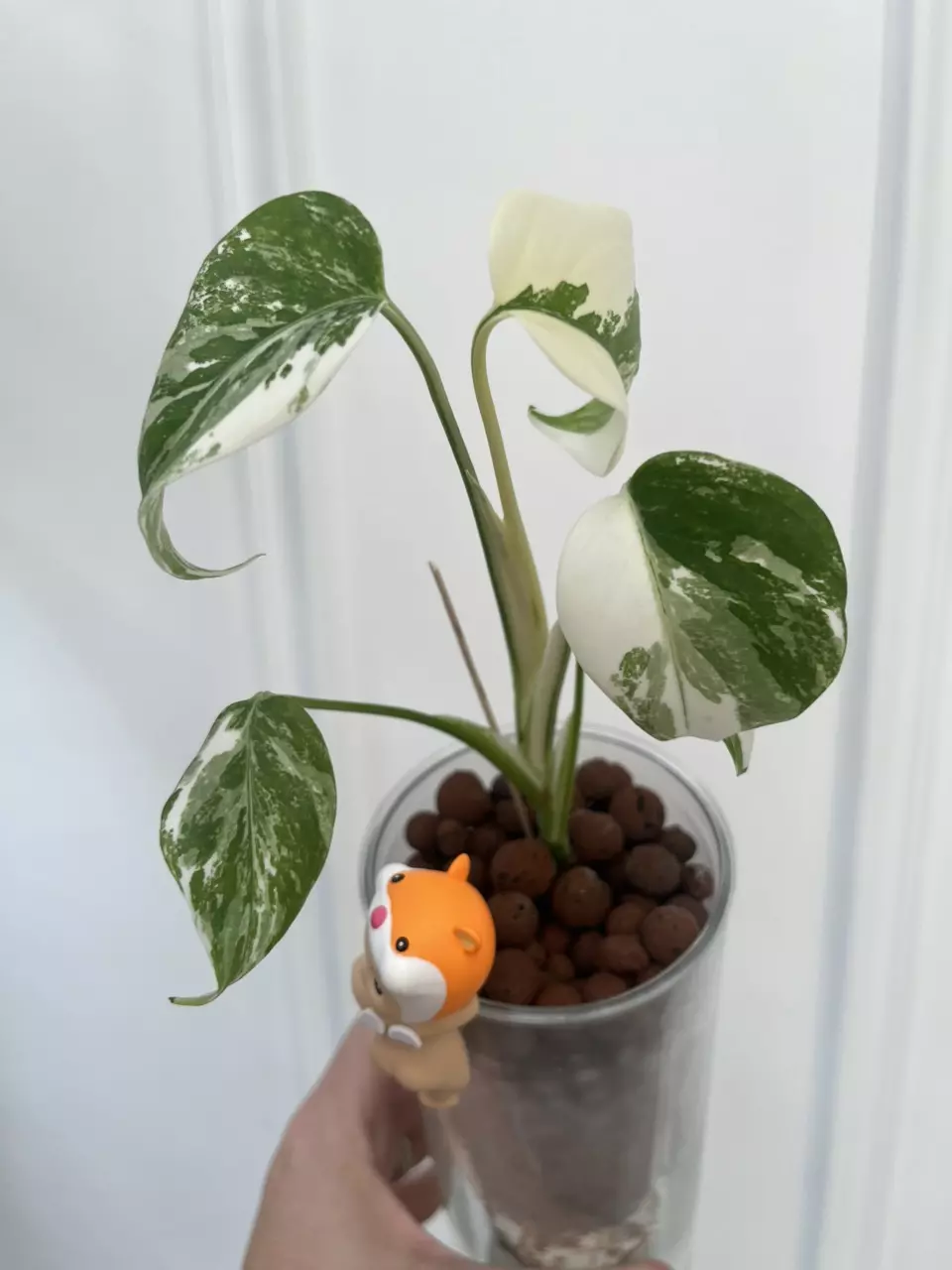 plant/Large form Albo Monstera Delisciosa-1