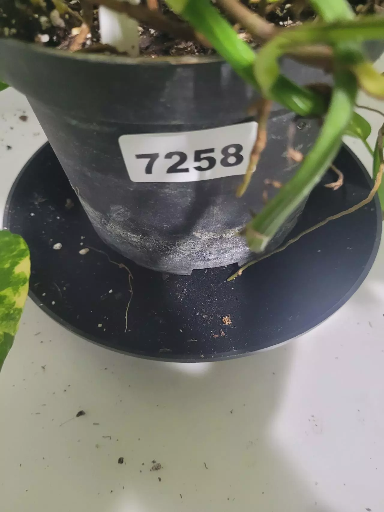 plant/Golden Pothos large bucket-8