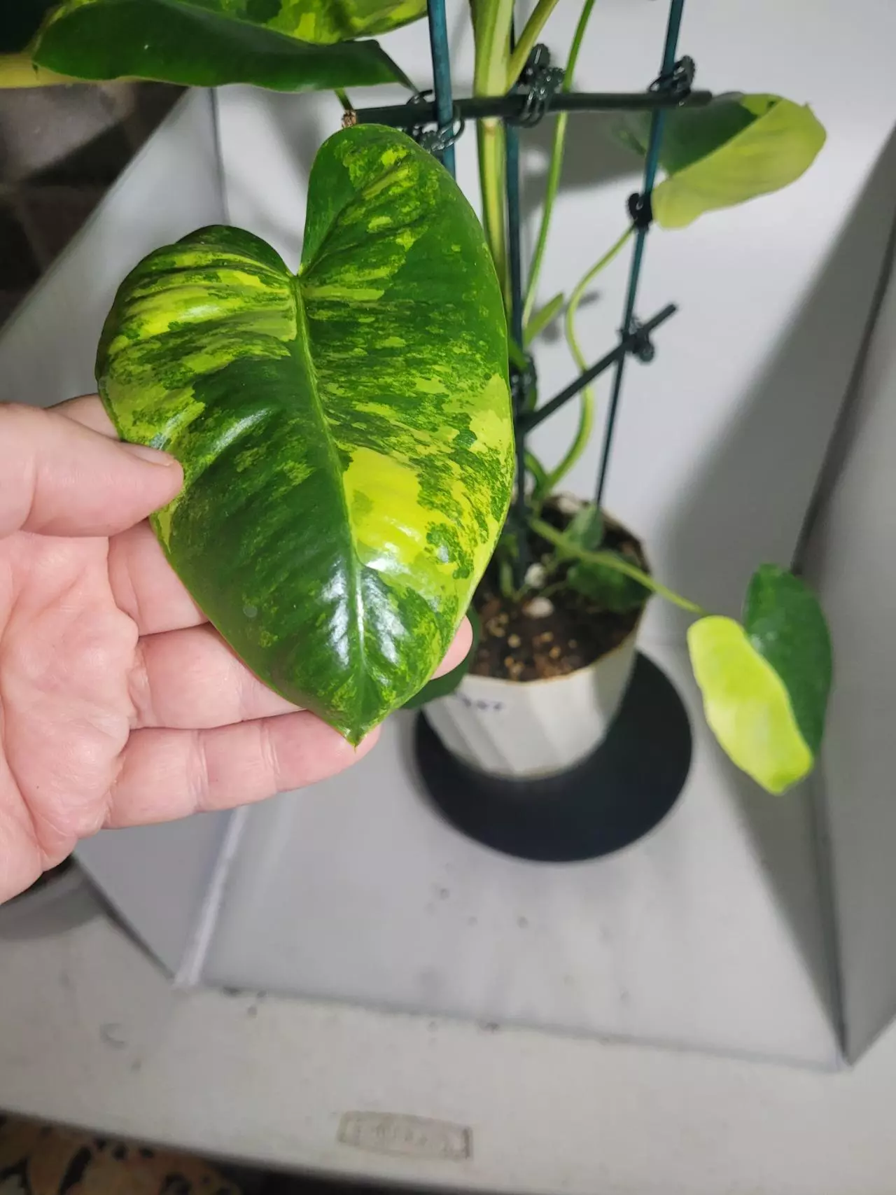 plant/Philodendron burle max veragated #7257-1