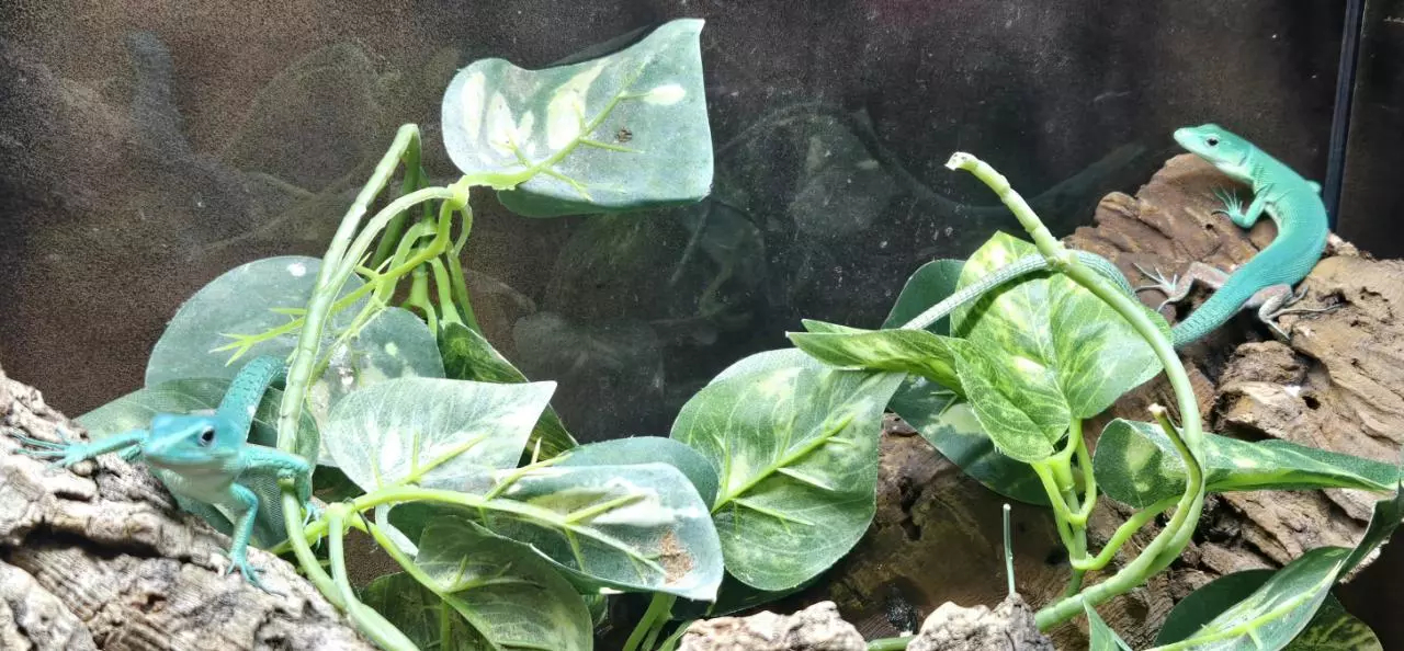 plant/Young Male & Female Pair Green Keeled Lizards (Gastropholis prasina)-2