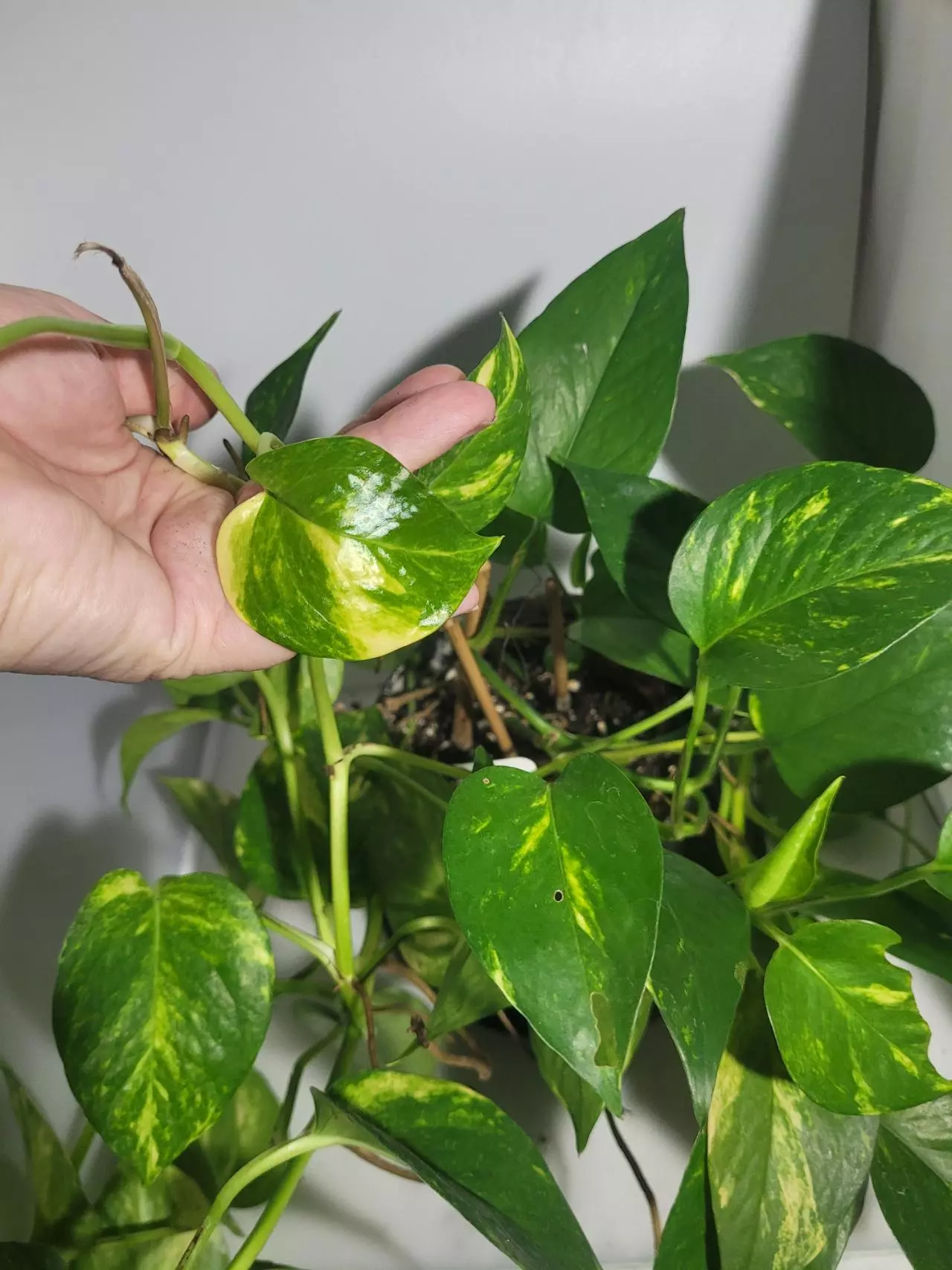 plant/Golden Pothos large bucket-1