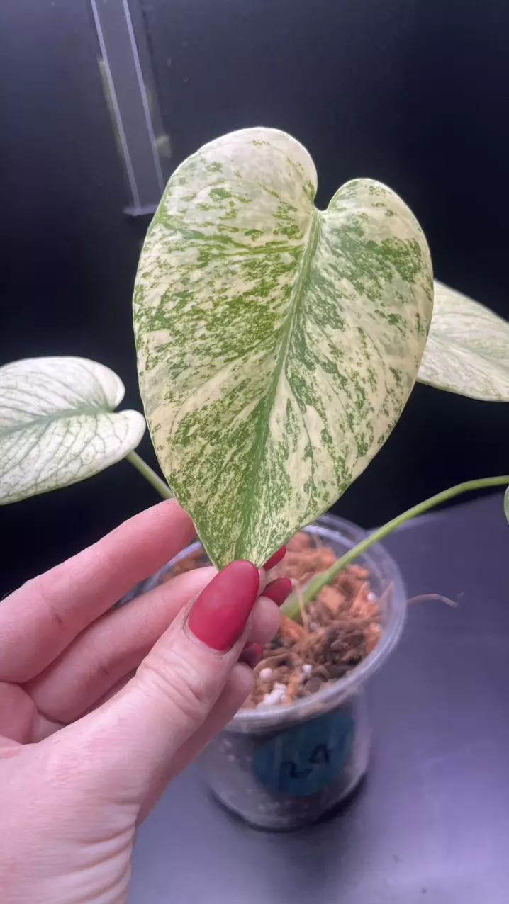 plant/Mint monstera, Large Form #24-0