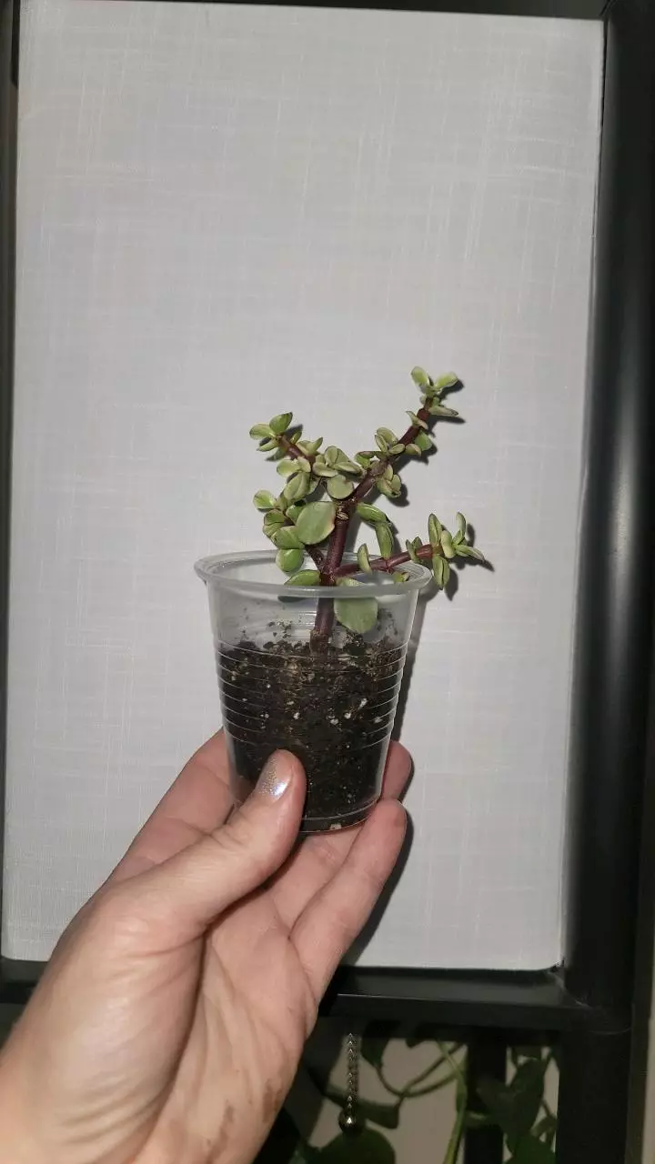 plant/Varigated Elephant Plant mini start GC-0
