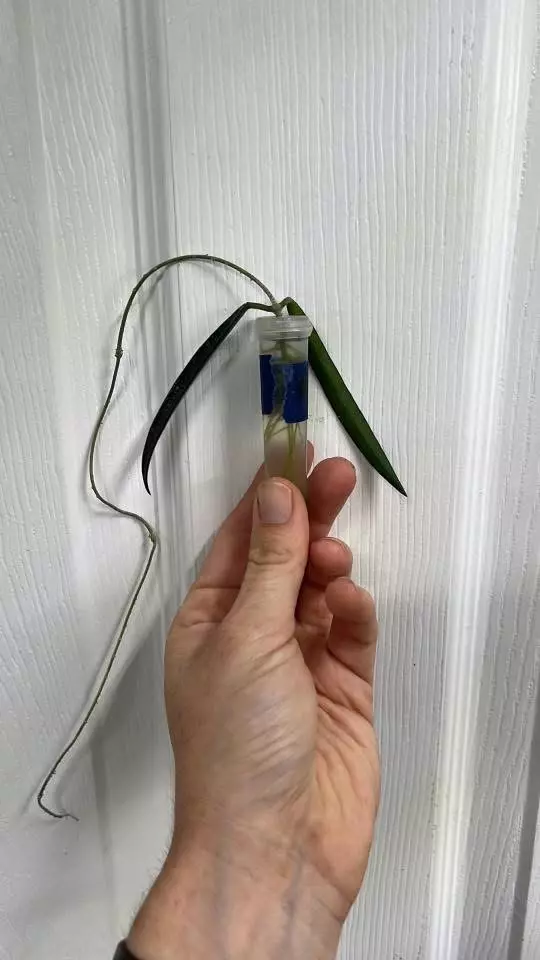 plant/Hoya sheperdii Green Bean String Bean Rooted Cutting GC-0