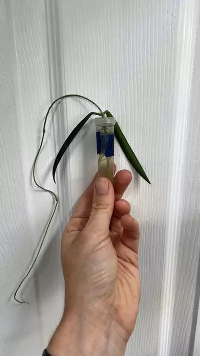 plant/Hoya sheperdii Green Bean String Bean Rooted Cutting GC-0-thumbnail