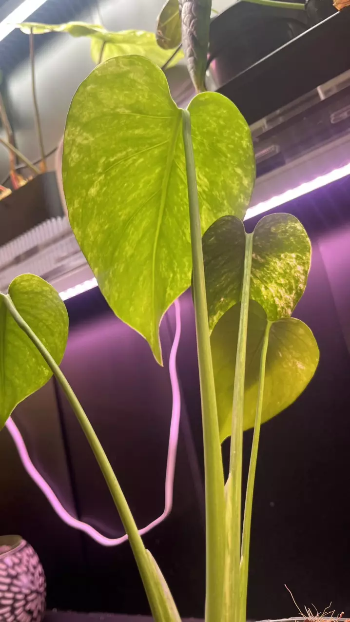 plant/Mint monstera, Large Form-#15-4