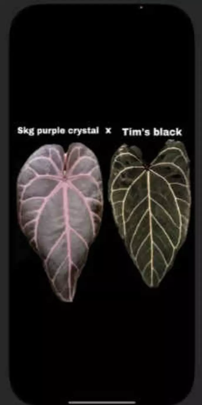 plant/Anthurium SKG purple crystal X tims black original clone-1