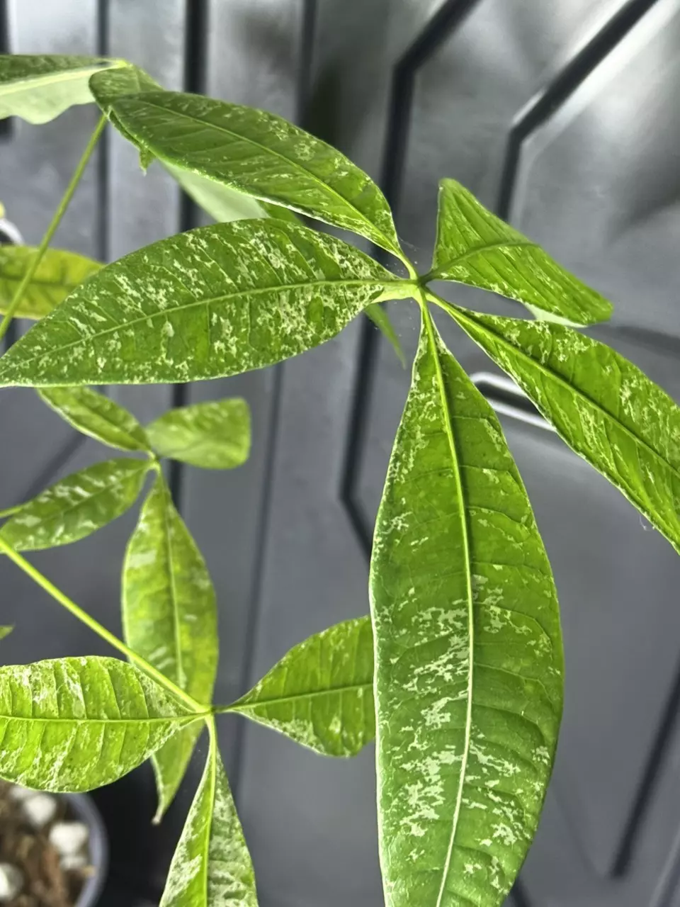 plant/Variegated money tree-1