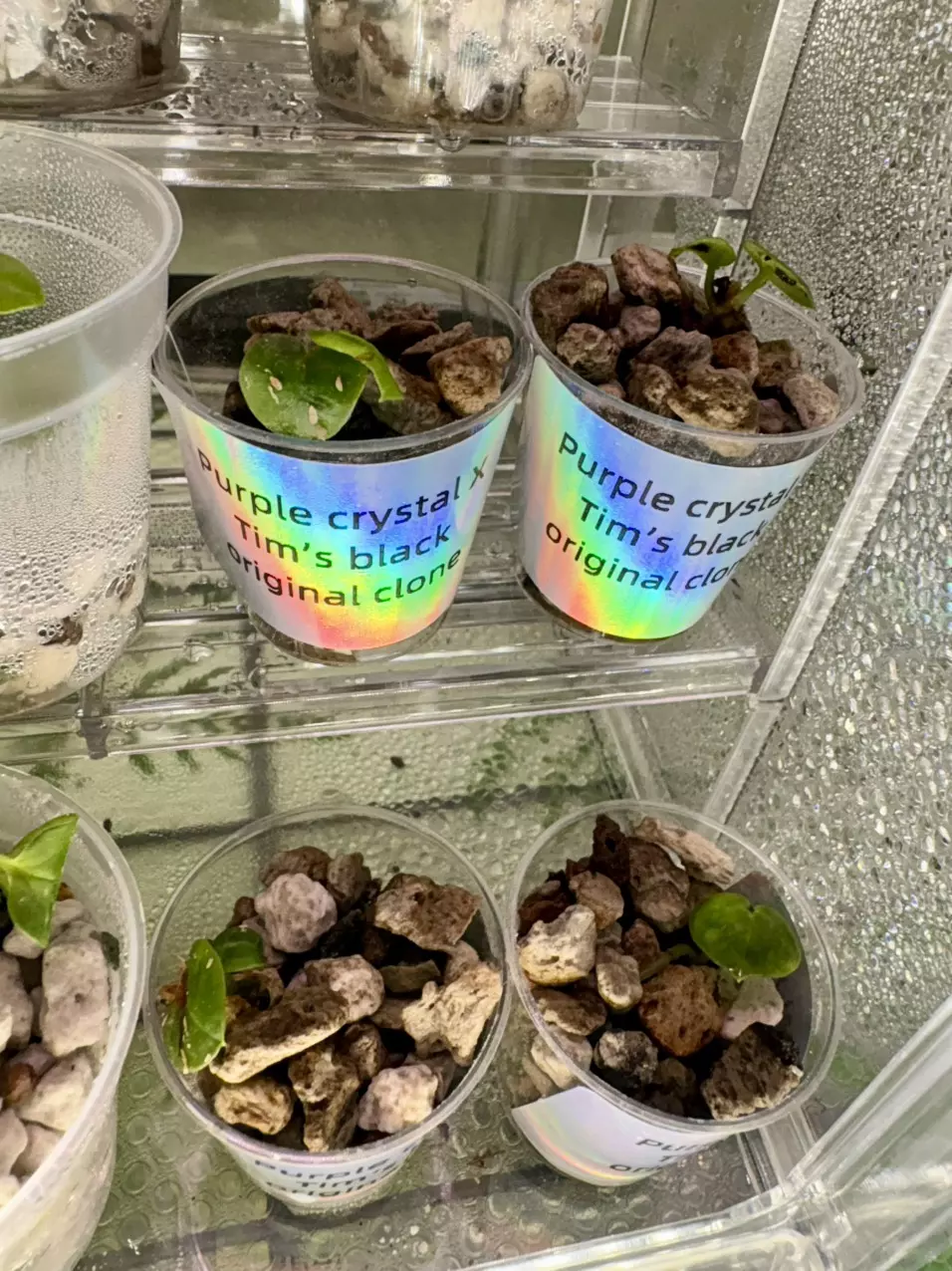 plant/Anthurium SKG purple crystal X tims black original clone-0