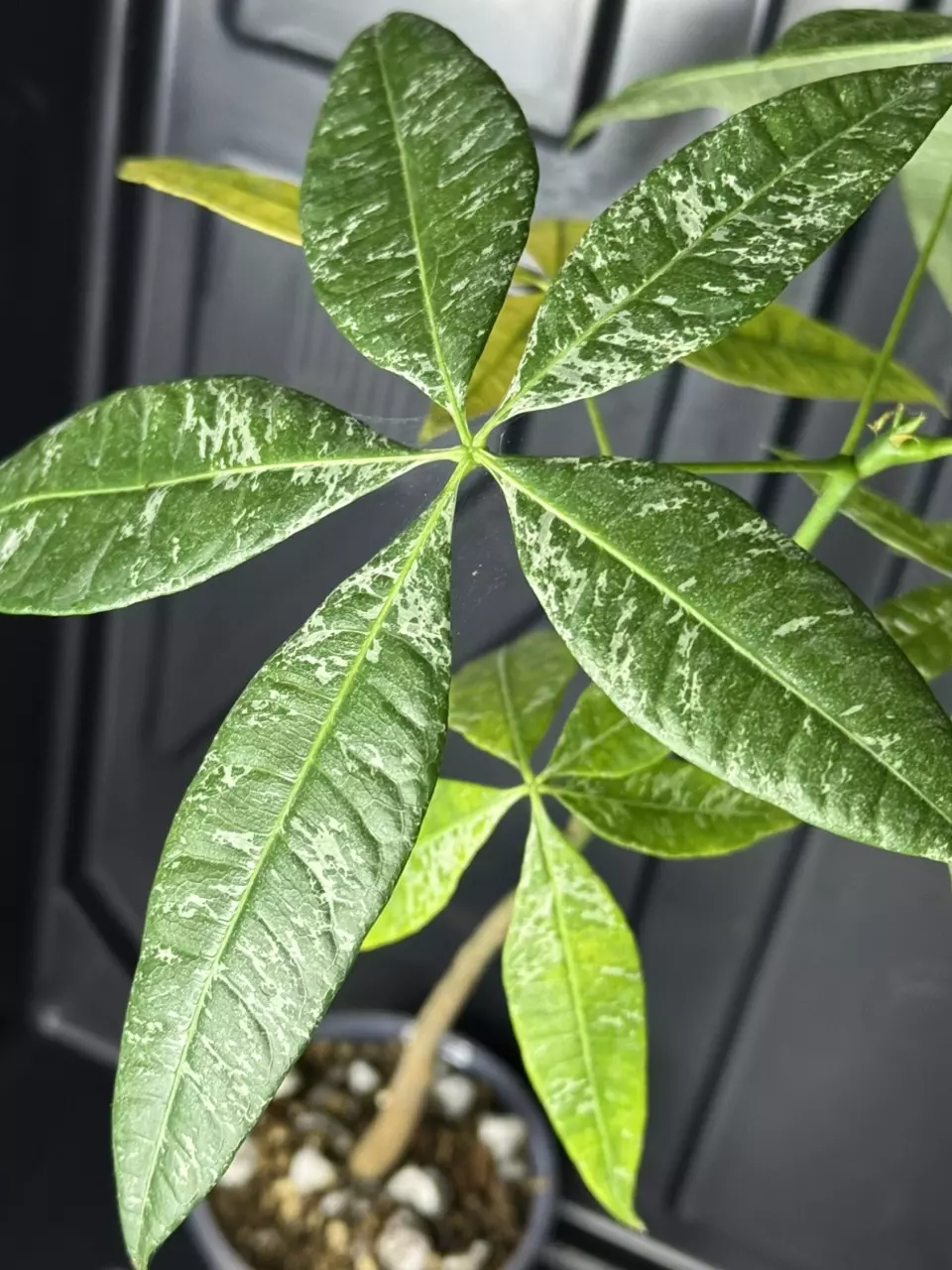 plant/Variegated money tree-2