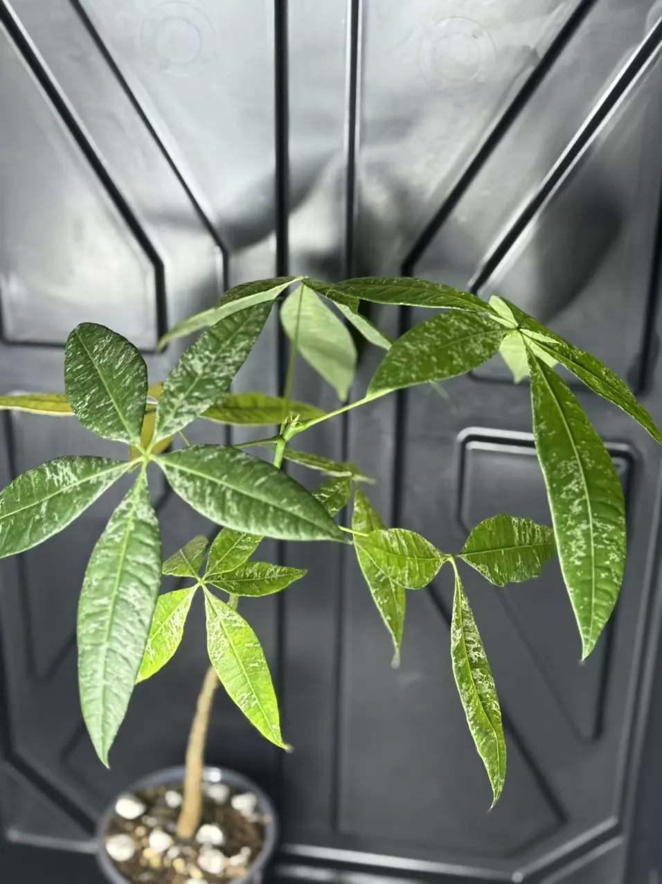 plant/Variegated money tree-0