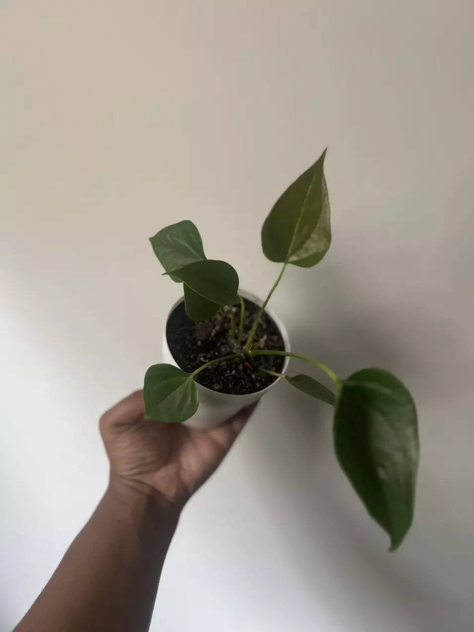 plant/Anthurium NOID-0