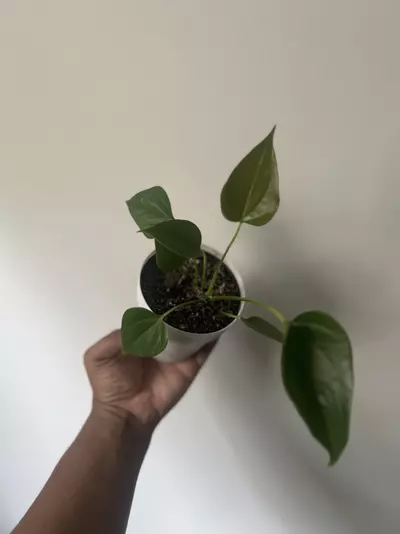 plant/Anthurium NOID-0-thumbnail