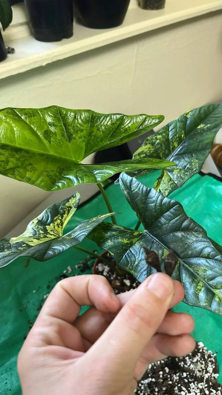 plant/Alocasia Simpo Aurea CORM-0