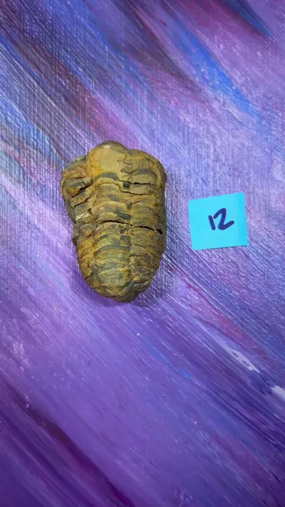 plant/Trilobite Fossils 12-0-thumbnail